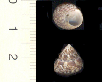 Gibbula adriatica